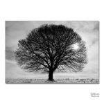 Décoration intérieure : tableau arbre de vie stylisé noir et blanc