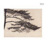 Tableau artistique illustrant la beauté d'une branche d'arbre