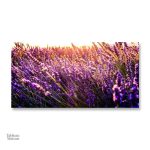 Illustration de lavande en pleine floraison sur toile