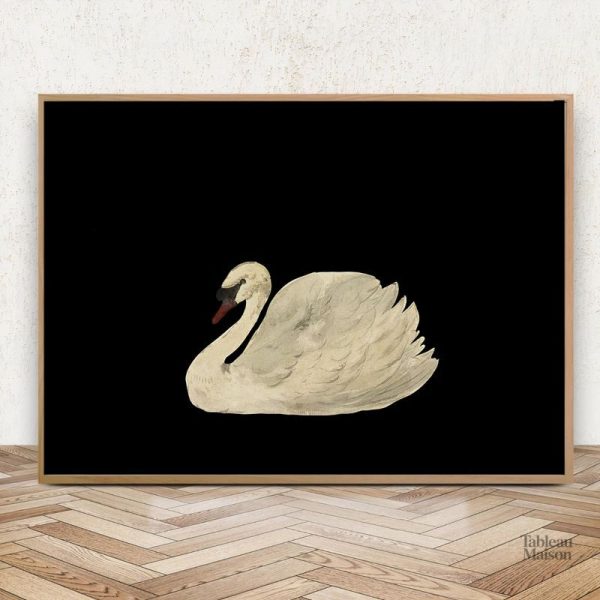 Cygne blanc élégant sur toile sombre