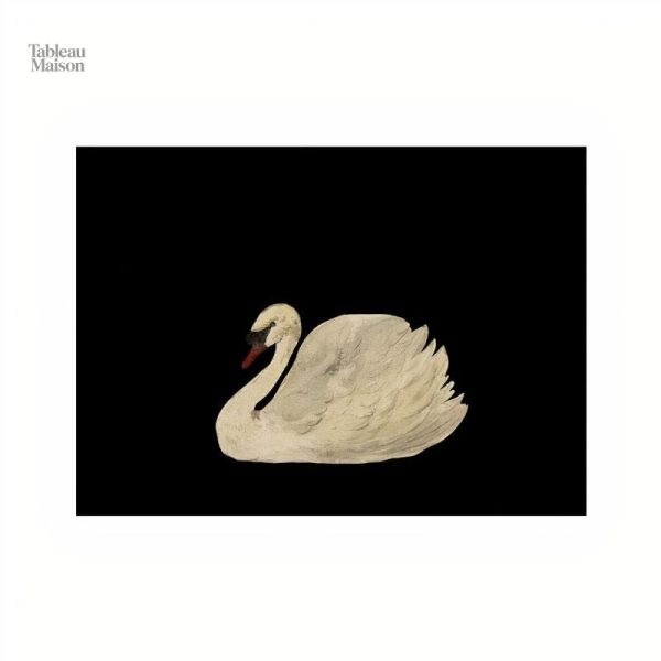 Illustration d'un cygne blanc minimaliste
