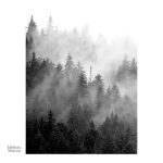 Ambiance nature en noir et blanc, tableau forêt