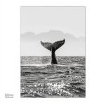 Illustration élégante d'une queue de baleine pour la décoration intérieure