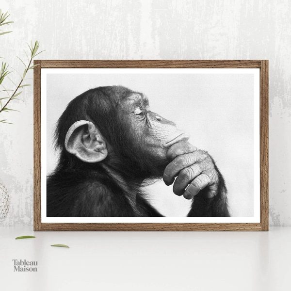 Tableau illustrant un singe en pleine réflexion