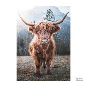 Illustration d'une vache Highland, idéale pour les amoureux des animaux