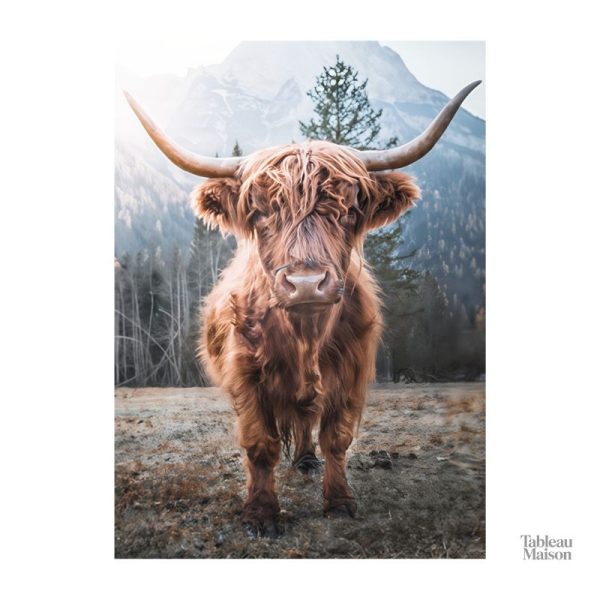 Illustration d'une vache Highland, idéale pour les amoureux des animaux